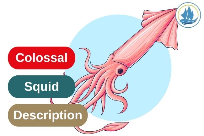 What Is Colossal Squid?